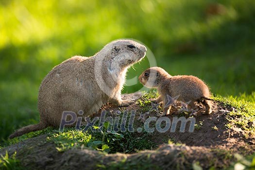 Cute black tailed prairie dog with a youngster (Cynomys ludovicianus) Cute black tailed prairie dog with a youngster (Cynomys ludovicianus)