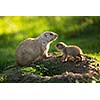 Cute black tailed prairie dog with a youngster (Cynomys ludovicianus)