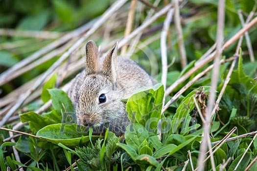 Wild rabbit, Scotland Wild rabbit, Scotland