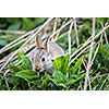 Wild rabbit, Scotland