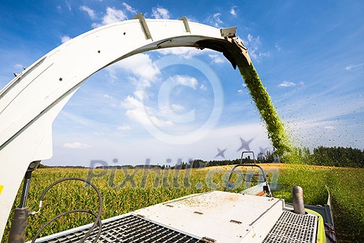 Modern combine harvester unloading green corn into the trucks