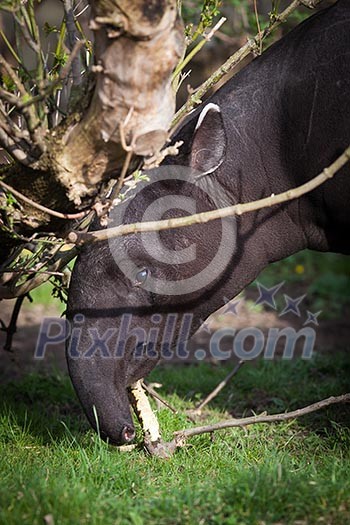 Malayan Tapir, also called Asian Tapir (Tapirus indicus)