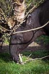 Malayan Tapir, also called Asian Tapir (Tapirus indicus)