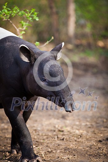 Malayan Tapir, also called Asian Tapir (Tapirus indicus)