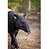 Malayan Tapir, also called Asian Tapir (Tapirus indicus)