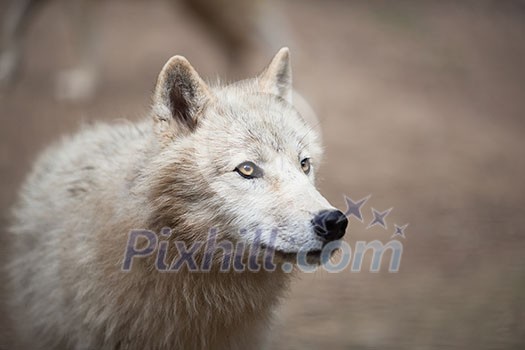 Arctic Wolf (Canis lupus arctos) aka Polar Wolf or White Wolf - Close-up portrait of this beautiful predator Arctic Wolf (Canis lupus arctos) aka Polar Wolf or White Wolf - Close-up portrait of this beautiful predator