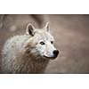 Arctic Wolf (Canis lupus arctos) aka Polar Wolf or White Wolf - Close-up portrait of this beautiful predator