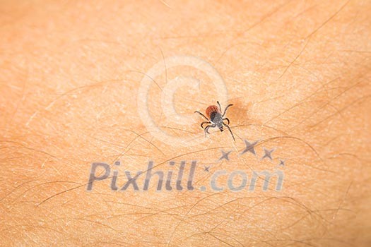 Tick - parasitic arachnid blood-sucking carrier of various diseases