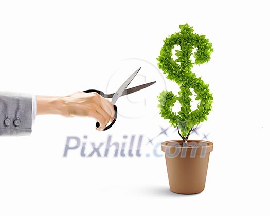 Dollar tree in plant pot. Wealth concept Dollar tree in plant pot. Wealth concept
