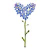 Heart shape Forget me not with stem and leaves isolated against white background