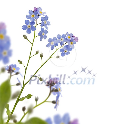 Forget me not border on white background