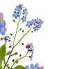 Forget me not border on white background