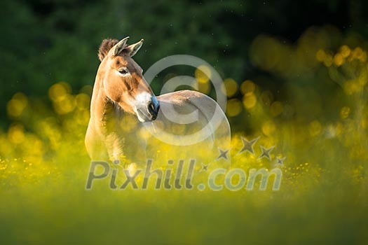 Przewalski horse grazing on a lovely meadow Przewalski horse grazing on a lovely meadow