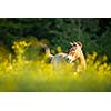 Przewalski horse grazing on a lovely meadow