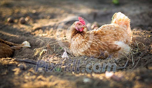 Hen in a farmyard (Gallus gallus domesticus) Hen in a farmyard (Gallus gallus domesticus)