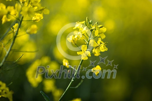 Colza (Brassica rapa) Colza (Brassica rapa)