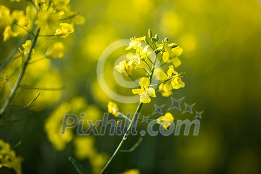 Colza (Brassica rapa)