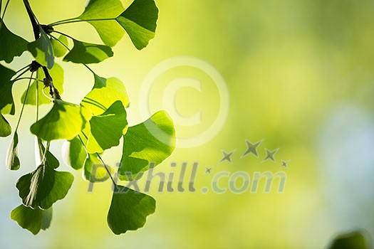 Ginkgo biloba tree branch with leafs against lush green background Ginkgo biloba tree branch with leafs against lush green background