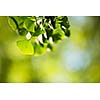 Ginkgo biloba tree branch with leafs against lush green background