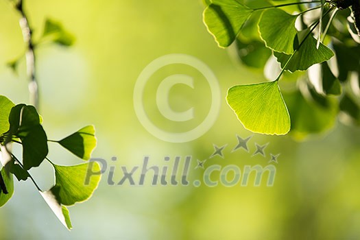 Ginkgo biloba tree branch with leafs against lush green background Ginkgo biloba tree branch with leafs against lush green background
