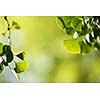 Ginkgo biloba tree branch with leafs against lush green background