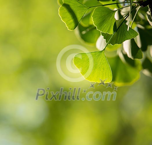 Ginkgo biloba tree branch with leafs against lush green background Ginkgo biloba tree branch with leafs against lush green background