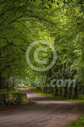 Narrow sand road surrounded by huge green trees