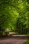 Narrow sand road surrounded by huge green trees