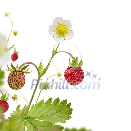 Wild strawberry with leaves and flowers isolated on white