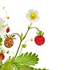 Wild strawberry with leaves and flowers isolated on white