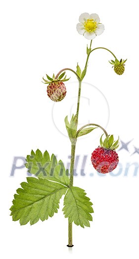 Forest Strawberry Plant with leaves and flower