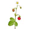 Forest Strawberry Plant with leaves and flower