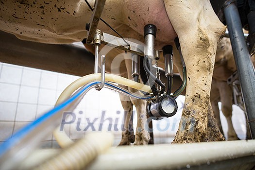 Cows being milked Cows being milked
