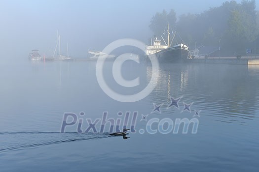 Swimming bird in the port Swimming bird in the port
