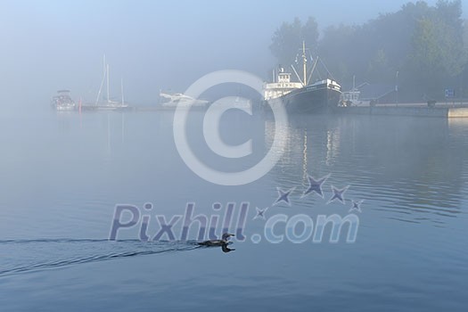 Swimming bird in the port