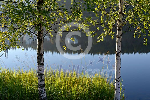 Calm lake surface seen through two young birches