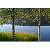 Calm lake surface seen through two young birches