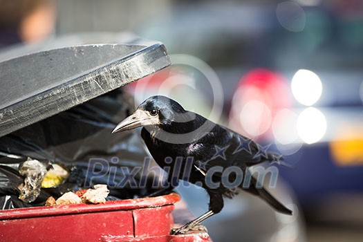 Raven feeding on rubbish in a city