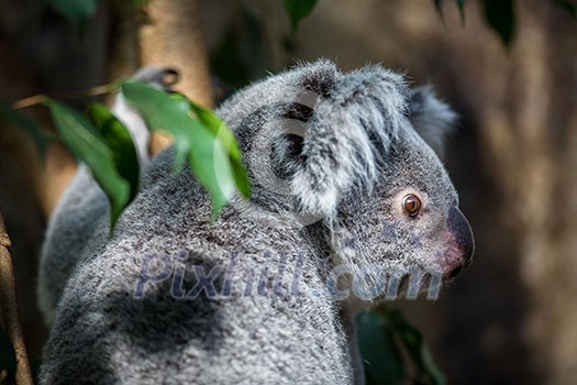 Koala on a tree with bush green background Koala on a tree with bush green background