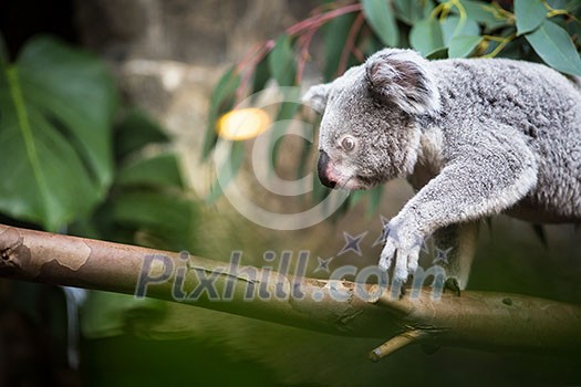 Koala on a tree with bush green background Koala on a tree with bush green background
