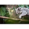 Koala on a tree with bush green background