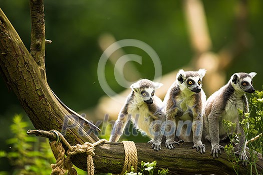 Lemur kata (Lemur catta) Lemur kata (Lemur catta)