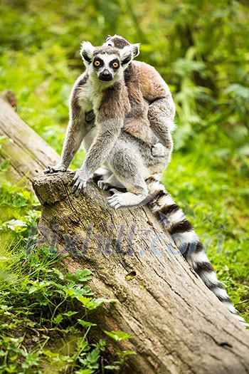Lemur kata (Lemur catta) Lemur kata (Lemur catta)