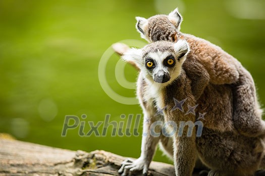 Lemur kata (Lemur catta) Lemur kata (Lemur catta)