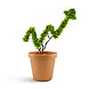 Plant in pot shaped like graph. Wealth concept