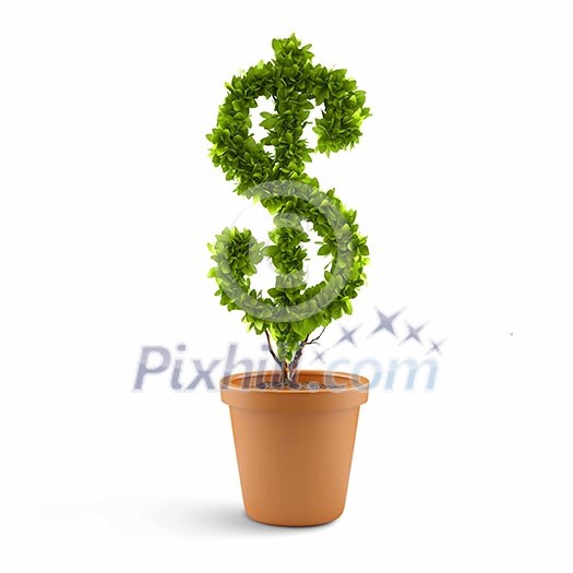 Dollar tree in plant pot. Wealth concept Dollar tree in plant pot. Wealth concept