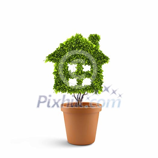 Dollar tree in plant pot. Wealth concept Dollar tree in plant pot. Wealth concept