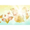 Conceptual image with colorful leaves flying in air