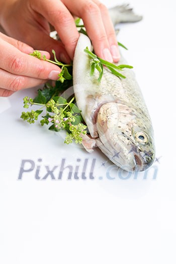 Female chef's hands stuffing a freshly cought trout with fresh herbs Female chef's hands stuffing a freshly cought trout with fresh herbs