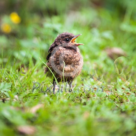 Closeup of a baby Common Blackbird (Turdus merula)